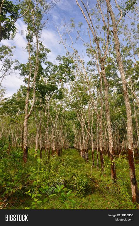 North gondar zones along the western edge of the region will be the main sites for starting natural gum tree plantation. Malaysian Gum Tree Plantation Image & Photo | Bigstock