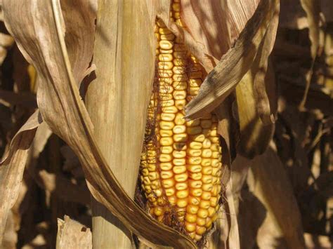 Pests In Illinois Destroy Fields Of Monsanto Corn Proving Its