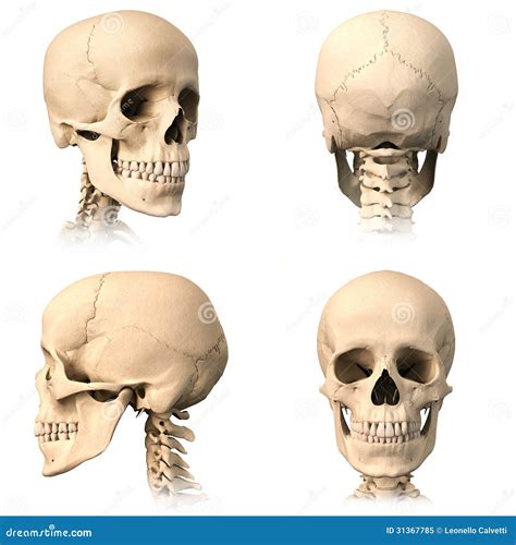 Human Skull Four Views Royalty Free Stock Photo Image 31367785
