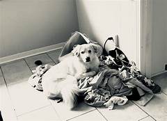 Craigslist Texoma Texas Pets