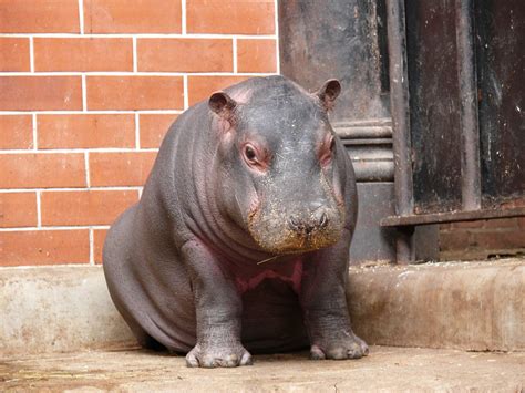 Hippo Baby Zoochat