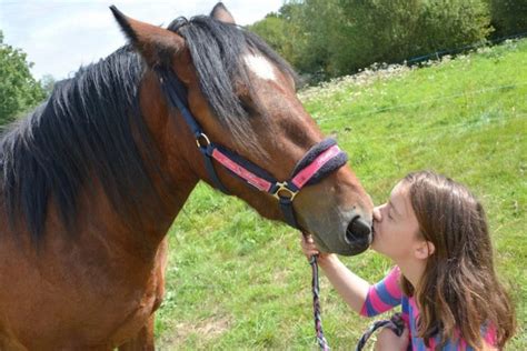 How Do Horses Show Affection To Humans Horse Is Love