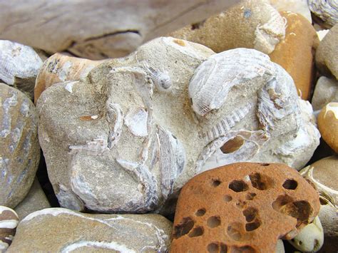 Coastal Shell Fossil Art Prints Rocks Beach Photograph By Patti Baslee