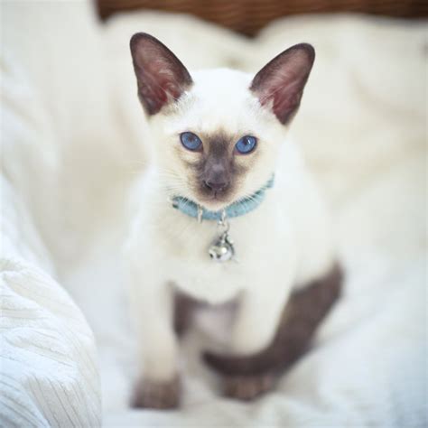 Siamese Cat Breed Information Behavior Pictures And Care Cattime