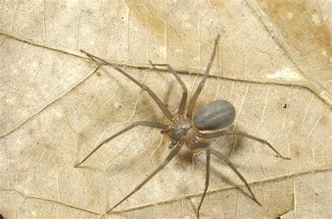 Brown Recluse Spider Stock Image Z4300495 Science Photo Library