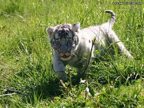 Free Download Baby White Siberian Tiger Nat Geo Adventure 1024x768