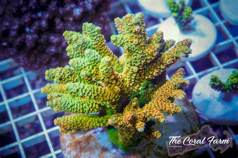 Rainbow Millepora Acropora Coral Frags Buy Online