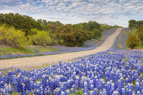 Bluebonnet Highway In The Hill Country Texas Hill Country Images