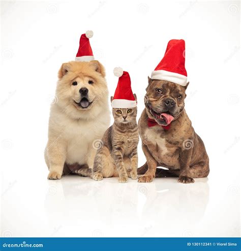 Group Of Three Cute Pets With Santa Hats Sitting Stock Image Image Of
