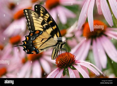 Tiger Swallowtail On Purple Coneflower Stock Photo Alamy