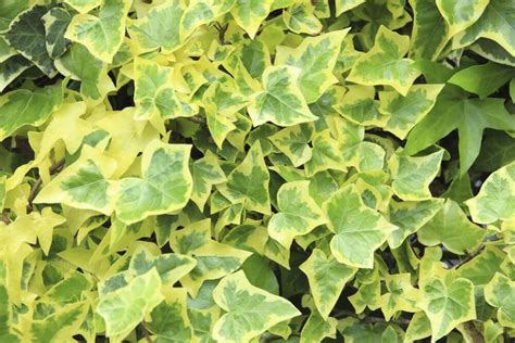 English Ivy Ground Cover Full Sun Ground Cover And Shrubs