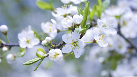 Spring White Blossoms Wallpaper 3840x2160 31868