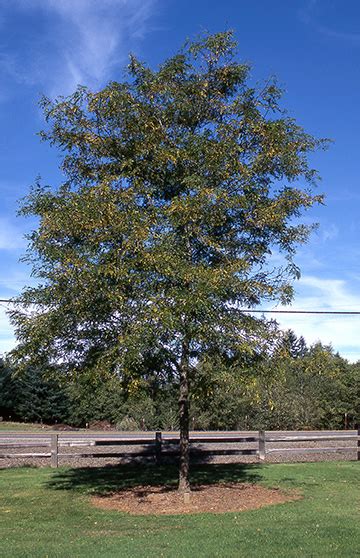 Shademaster Honeylocust Glover Nursery