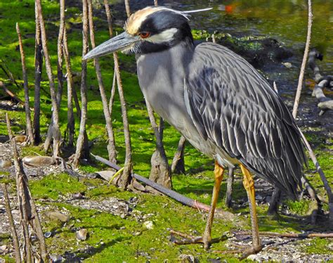 Yellow Crowned Night Heron In The Bailey Tract Of J N D Flickr
