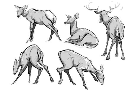 Deer Animal Studies By Christine Bian Deer Drawing Gesture Drawing