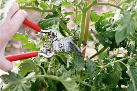Should You Prune Out Tomato Suckers