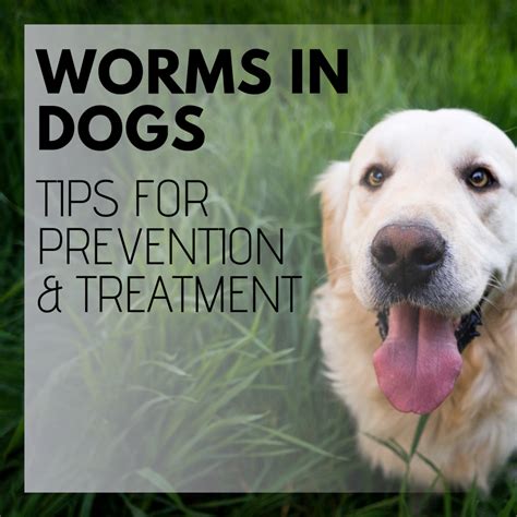 Intestinal Worms In Dogs Symptoms And Treatment Pethelpful