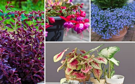 10 Best Annuals For Morning Sun And Afternoon Shade Garden Lovers Club