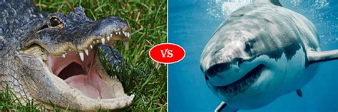 Shark Vs Alligator Fight Comparison Who Will Win