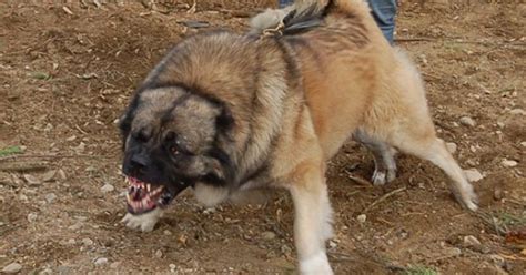 One prison lieutenant told national geographic that the only way to escape is. Caucasian mountain dog | Dogs | Pinterest | Caucasian ...