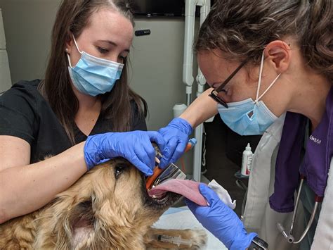 Veterinary Anesthesia And Sedation 101 — Albrightdvm