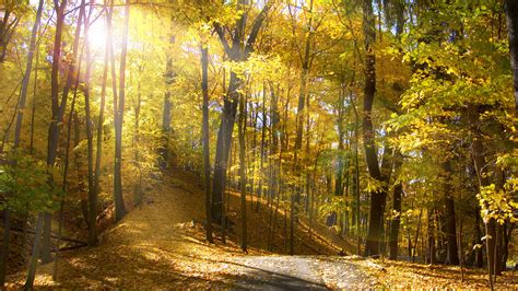 Forest Trees Leaves Landscape Natural Lighting Yellow Fall
