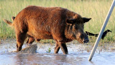 Top hog hunting in texas hunting guides. 3-county summer bounty nets more than 1,000 feral hogs in ...
