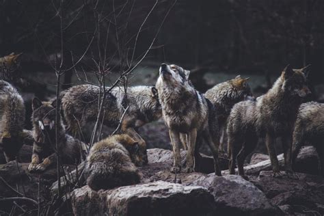 Do Wolves Really Howl At The Moon Exploring Why