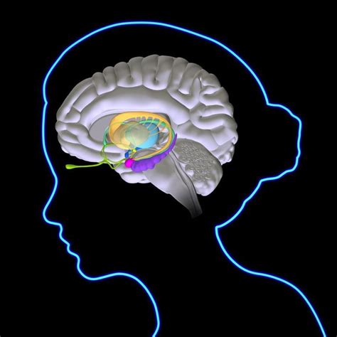 The Limbic System And Our Emotions Limbic System Brain Structure