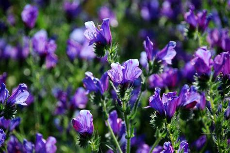 Maybe you would like to learn more about one of these? 103 best images about desert flowers on Pinterest | Utah ...