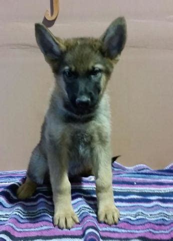 Sable german shepherd is the color variant of gsd, but that affects its behavior as well as health. Sable male German Shepherd puppy for Sale in Harrisburg, Pennsylvania Classified ...