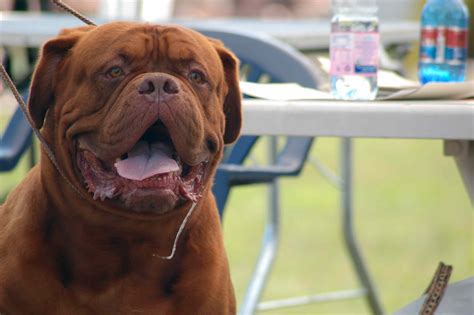 10 Dog Breeds That Drool The Most