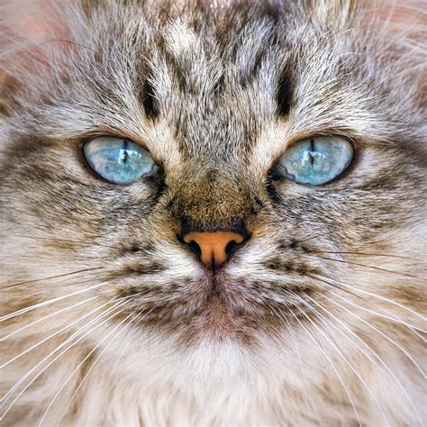 Close Up Of Cat Face Photograph By Daniele Carotenuto Photography Pixels