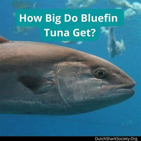 What Is The Biggest Bluefin Tuna Ever Caught Dutch Shark Society