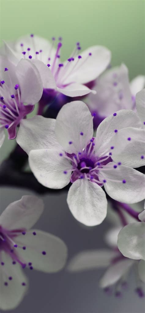 White Flowers Purple Pistil 1242x2688 Iphone Xs Max Wallpaper