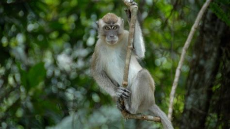 Macaque Monkeys Are Physically Capable Of Speaking Listen