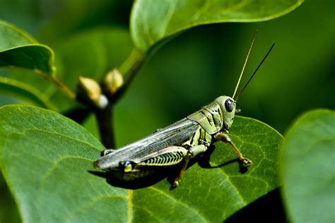 grasshopper, Insect Wallpapers HD / Desktop and Mobile Backgrounds