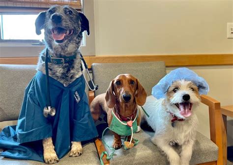 Veterinary Care In Salem Salem Animal Hospital