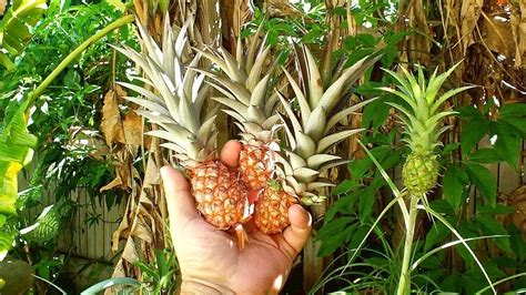 How To Grow Pineapples At Home Youtube