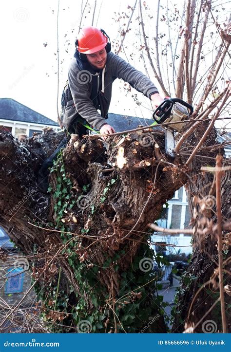 Worker Cuts Tree Branches Editorial Photo Image Of Climbing 85656596