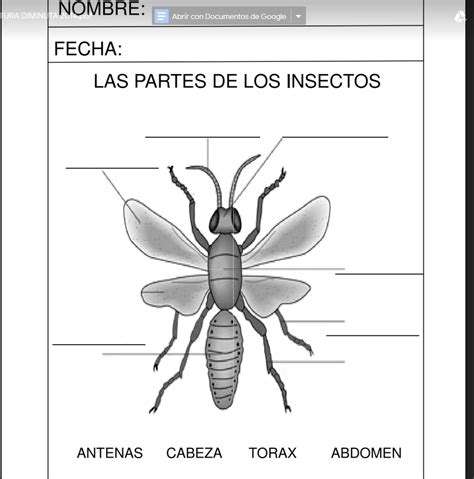 Top Imagenes De Las Partes De Un Insecto Theplanetcomics Mx