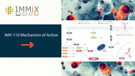 Immix Biopharma Nasdaq Immx On Linkedin Imx 110 Mechanism Of Action