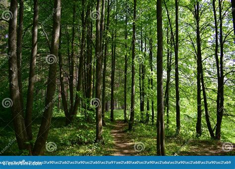 Slender Rows Of Tree Alleys In A Deciduous Forest Green Grass Stock