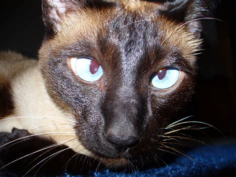A Cat Called Ming A Siamese Cats Antics Hubpages