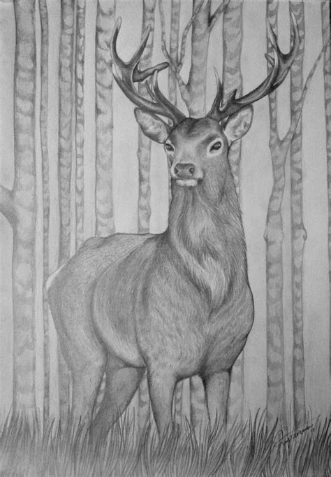 A3 Stag Drawing By Bexyboo16 On Deviantart Deer Artwork Deer Drawing