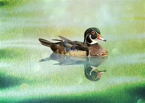 A Wood Duck Swims In Green Grassy Waters The Wood Duck Or Carolina