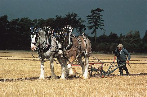 Draft Animal Horses Oxen And Donkeys Britannica