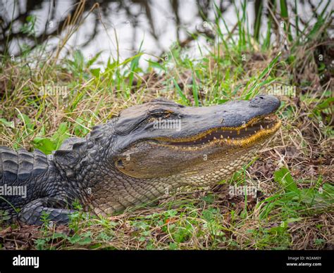 Alligator In The Rain Hi Res Stock Photography And Images Alamy