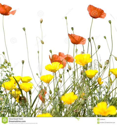 Wild Flowers Clipart Clipground