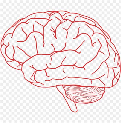 Free Download Hd Png Human Brain Clipart Brain Clipart Transparent